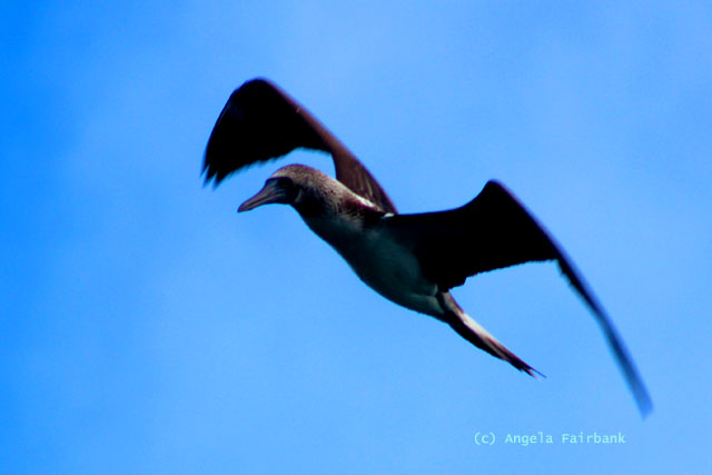 blue-footed booby flying