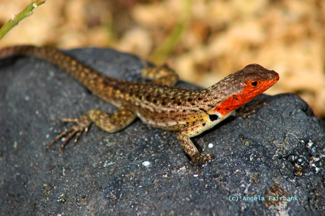 lava lizard