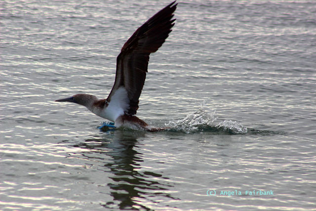 blue footed booby taking off from the water