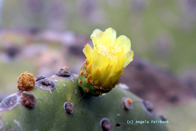 flowering cactus