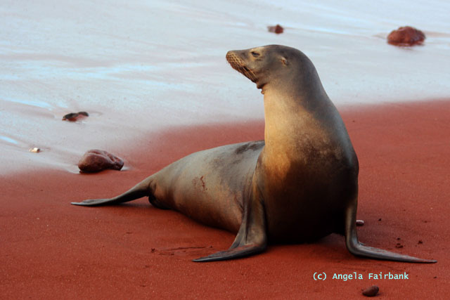 sitting sea lion 1