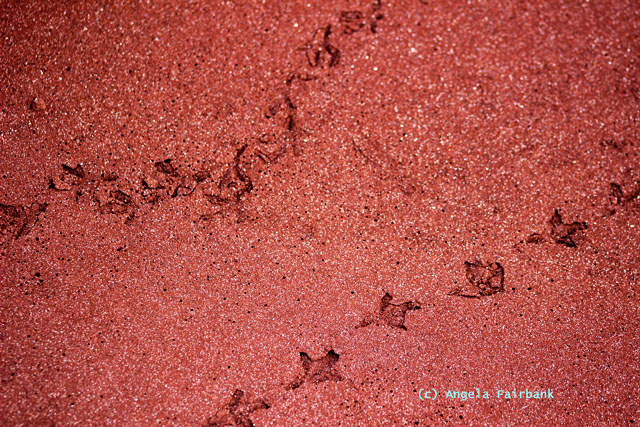 birdtracks