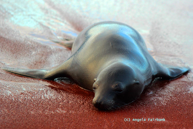 baby sea lion lying down