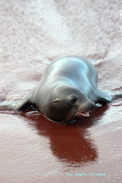 baby sea lion lying down 2