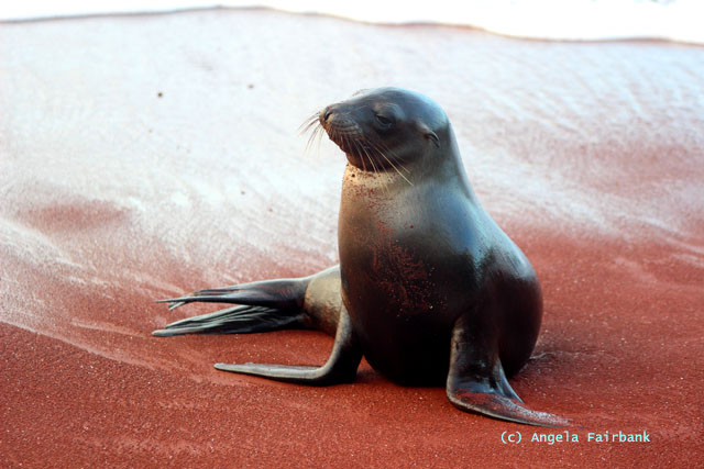 sitting baby sea lion