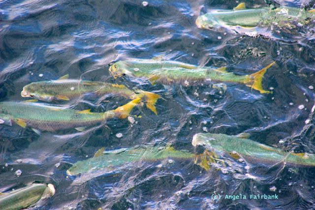 school of mullet