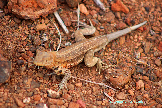 double tail-growing lava lizard