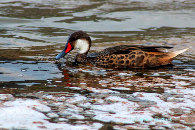 galapagos pintail duck