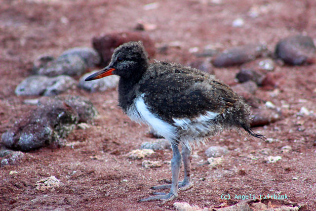 baby oyster catcher