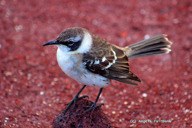 mocking bird