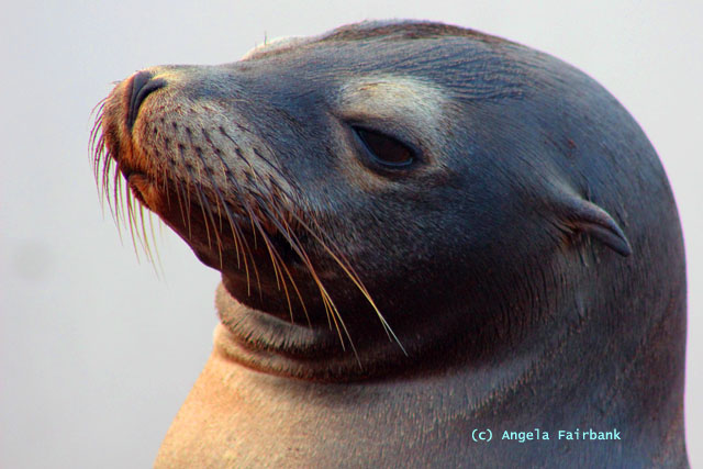 sea lion head