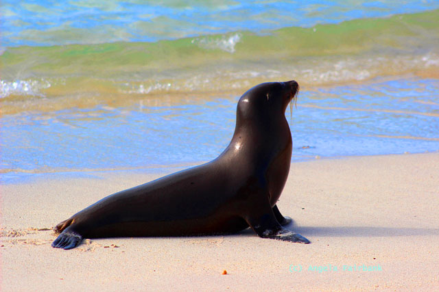 baby sea lion on the beach