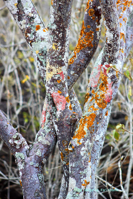 palo santo tree with multicoloured lichen