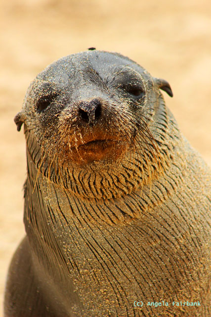 baby sea lion