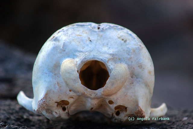 sea lion skull