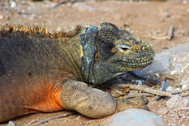 santa f&eacute; iguana