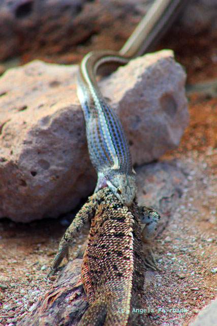 santa f&eacute; snake with lava lizard-1