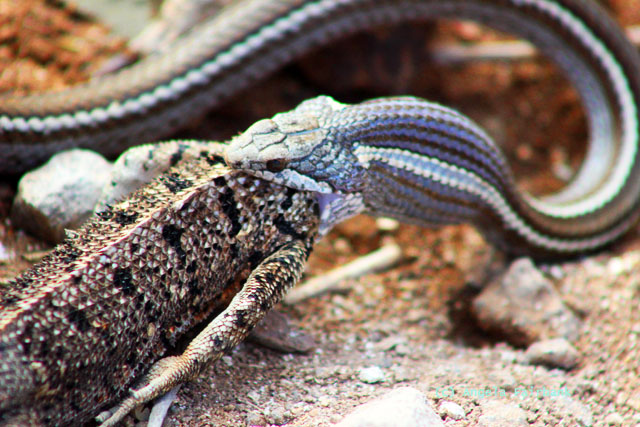 santa f&eacute; snake with lava lizard
