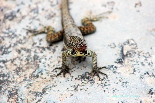 lava lizard