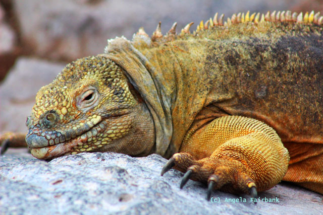 santa f&eacute; iguana
