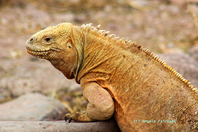 santa f&eacute; iguana