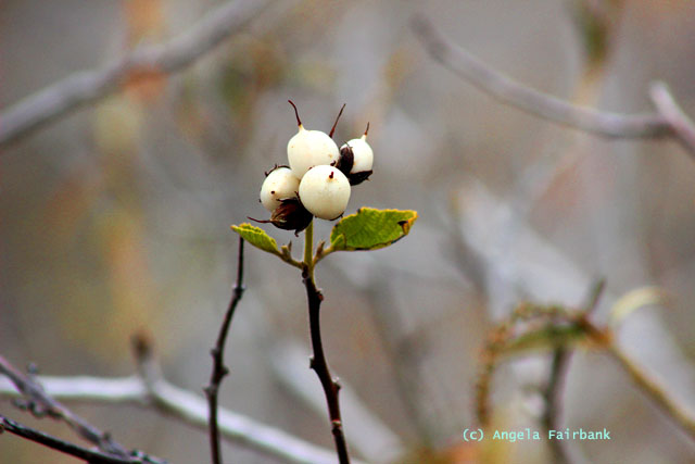 muyuyo berries
