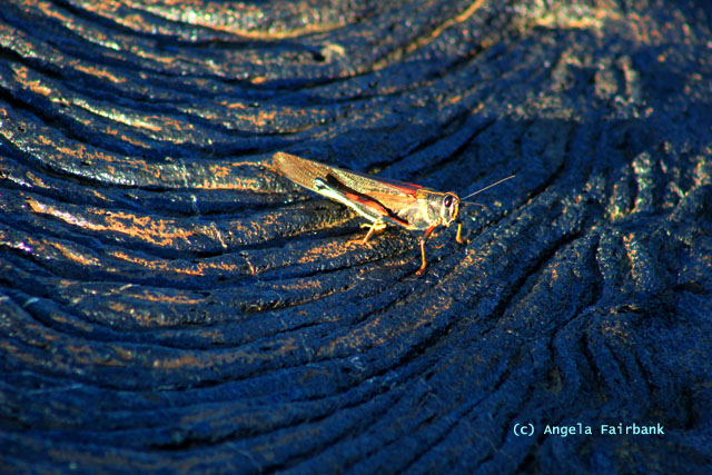 locust in lava field