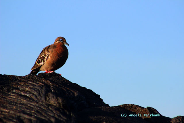 galapagos dove