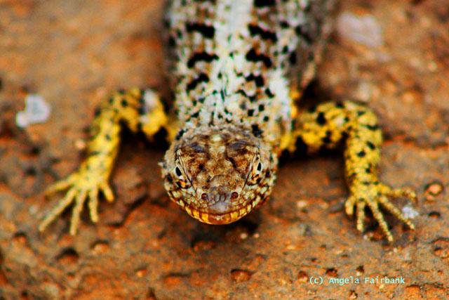 lava lizard