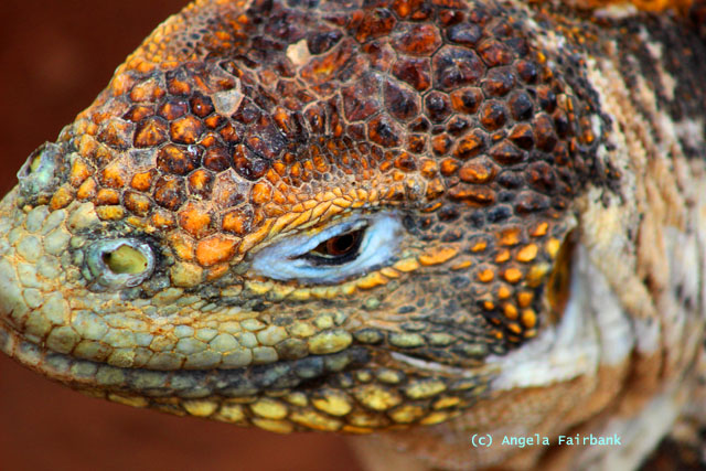 land iguana head