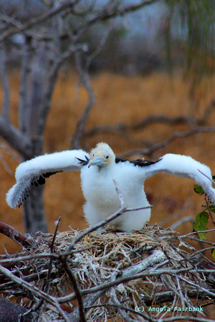 frigate chick