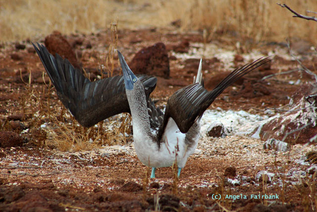 blue-footed booby doing mating whistle