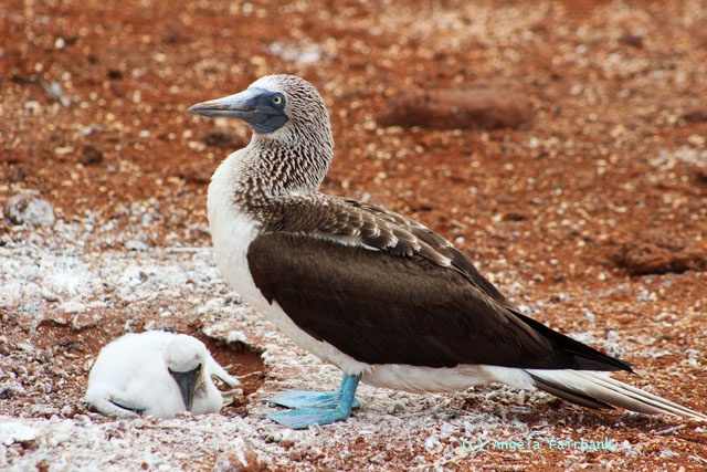 blue-footed booby with chick