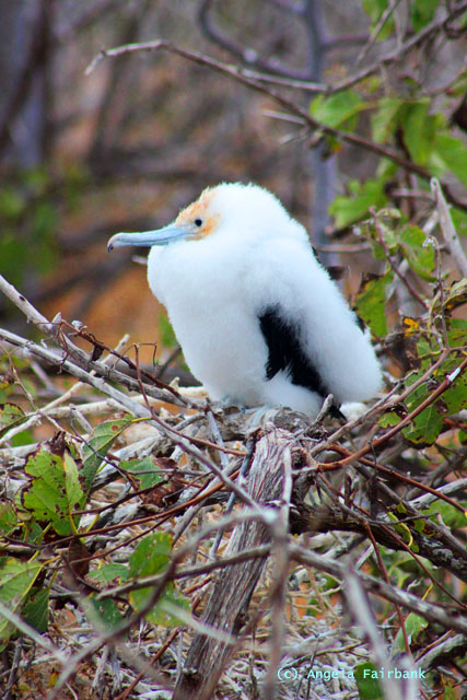 frigate chick