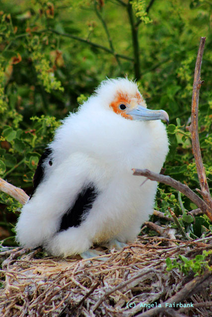 frigate chick