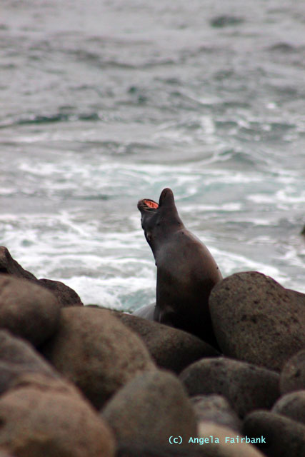sea lion grunting