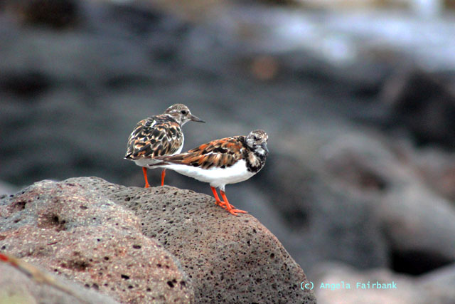 ruddy turnstone pair