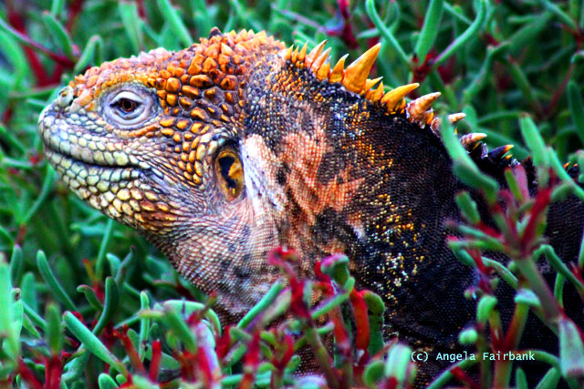 land iguana in the bushes