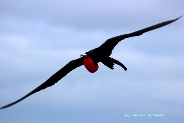 male frigate flying with swollen pouch