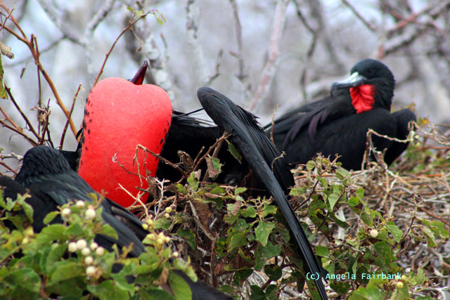 male frigate birds nesting with swollen pouches