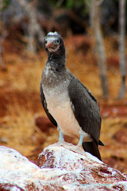 juvenile blue booby