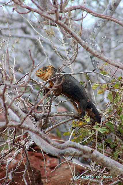 land iguana up a tree