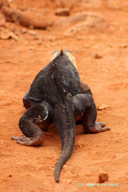 land iguana walking