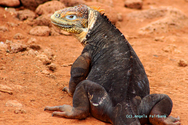 land iguana