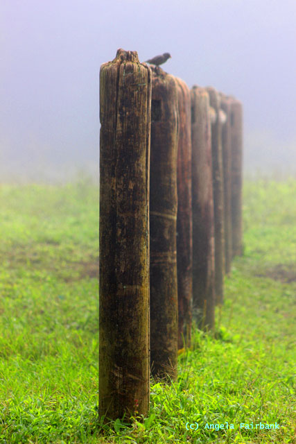 Darwin finch male on a post in the mist