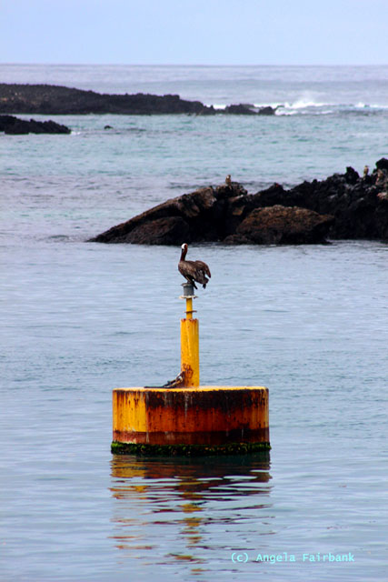 brown pelican on a buoy