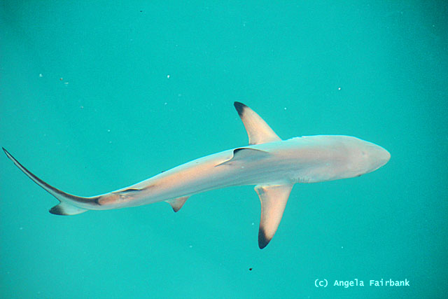 black tip shark in water