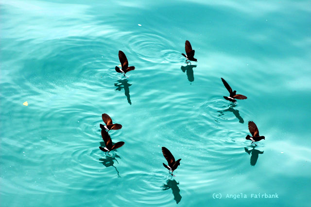 petrils skimming the ocean in search of fish