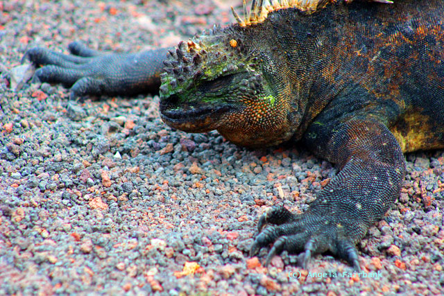 galapagos iguana