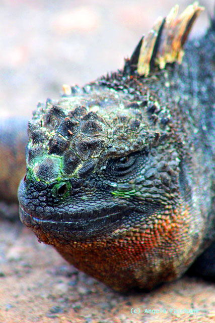 galapagos iguana detail